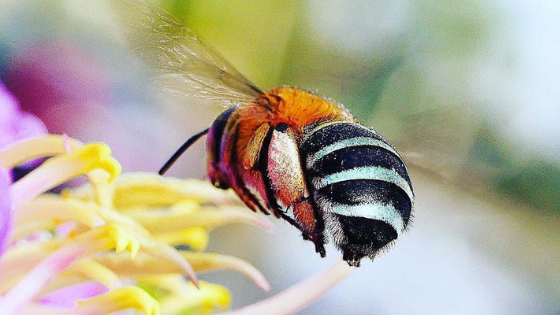 Blue banded bee