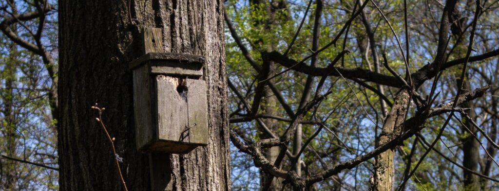 Habitat creation for pollinators