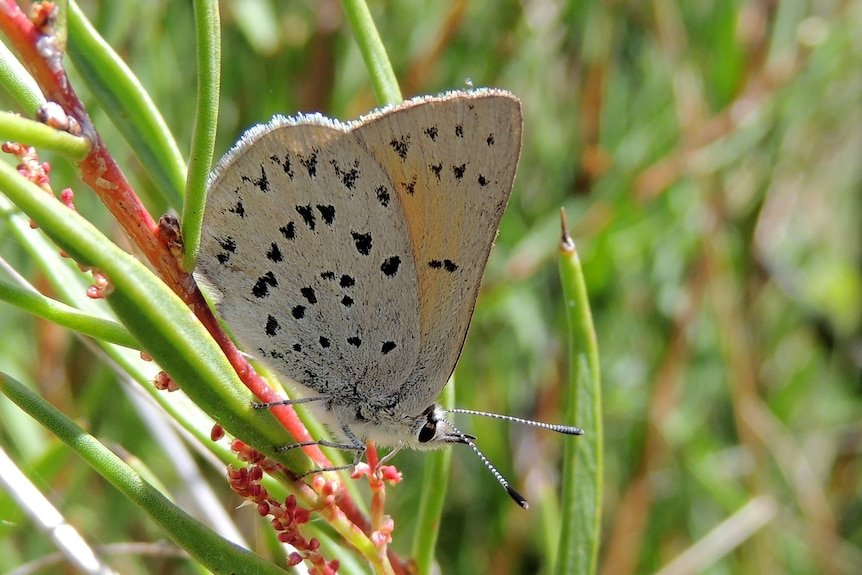New Australian Butterfly Discovery