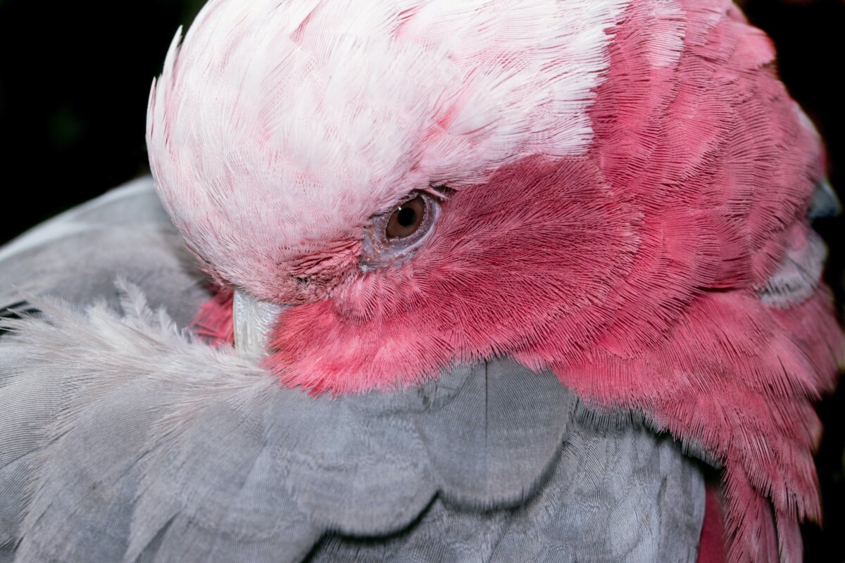 Galah