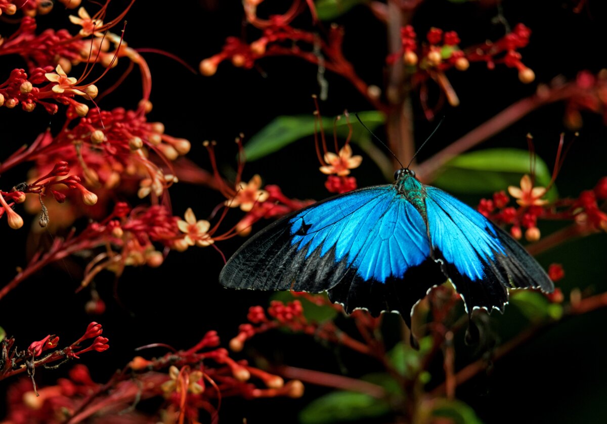 Stunning luminous colours of Ulysses butterfly