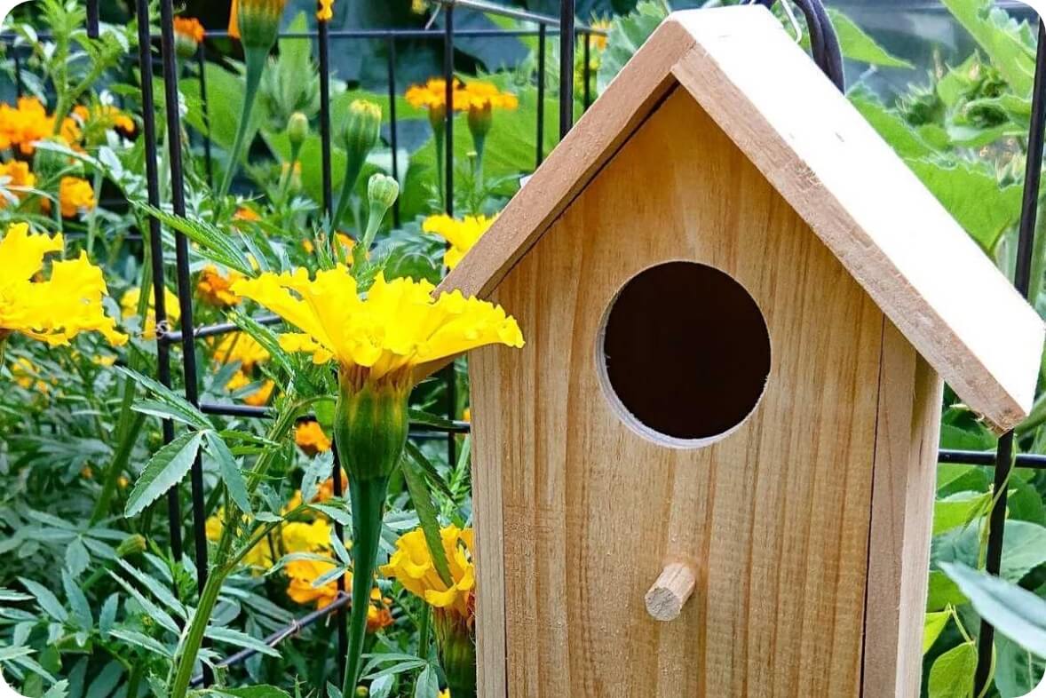 Bird box