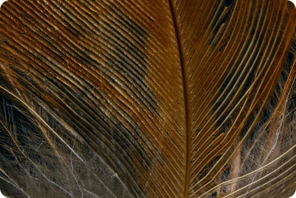 Bird feather