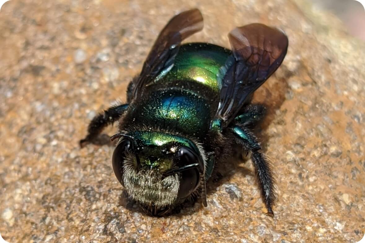 Carpenter bees