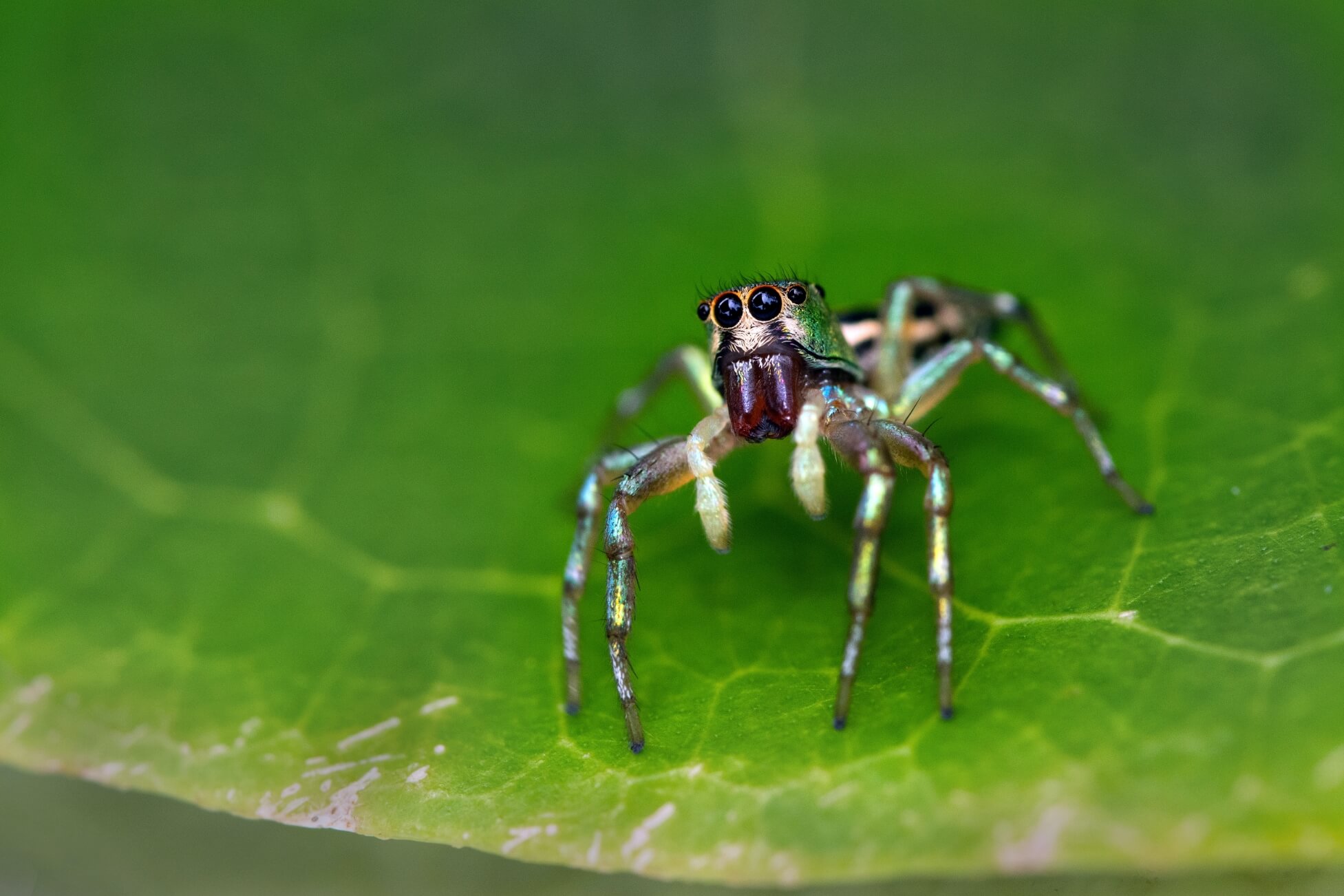 Jumping Spider