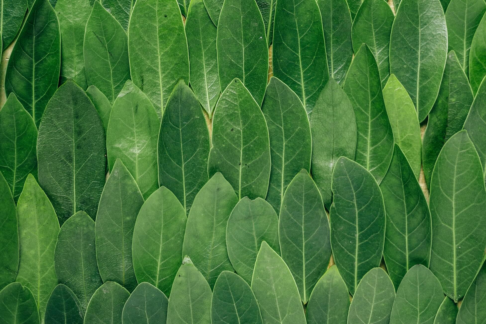 Leaf background