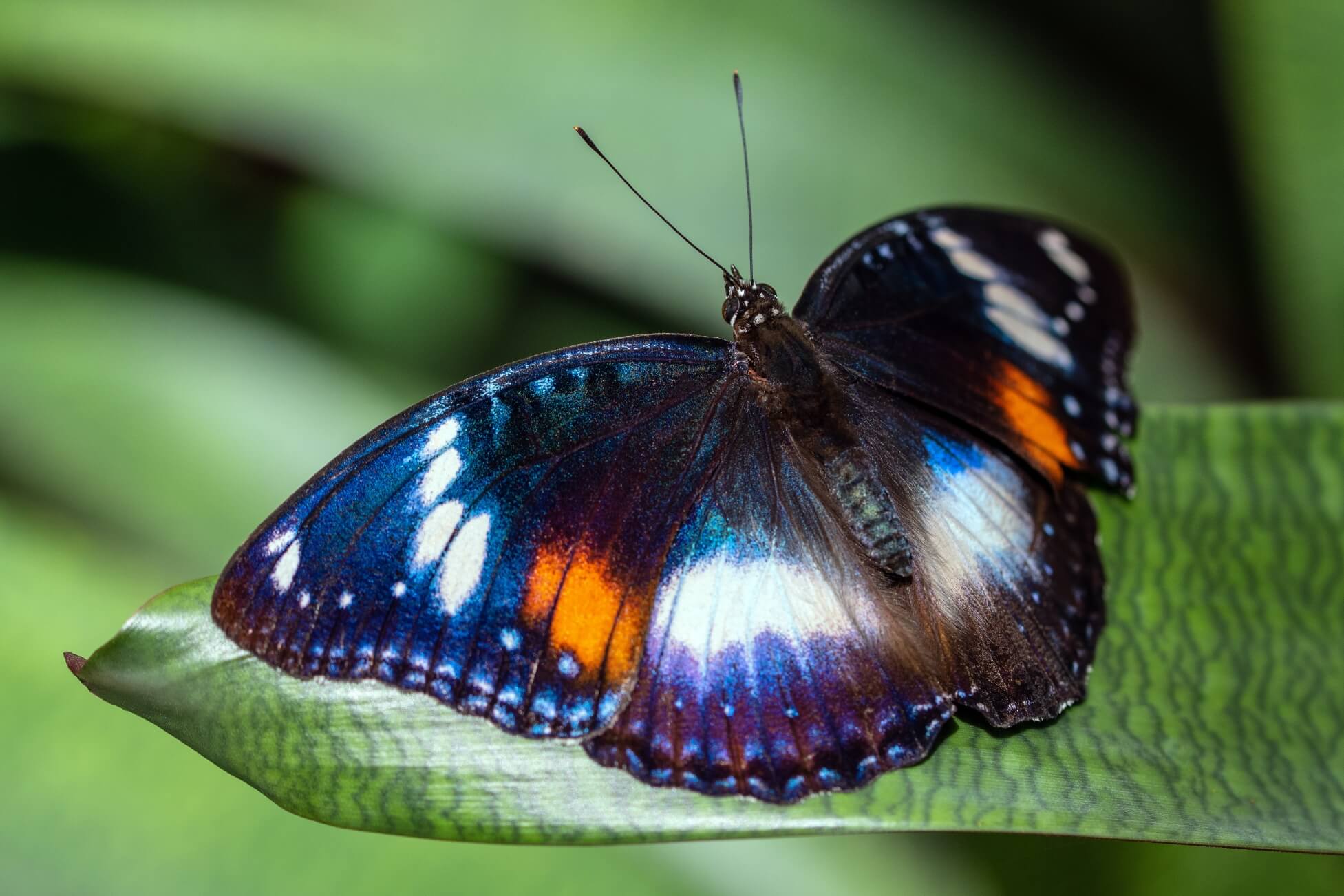 A female Varied Eggfly butterfly in the conservatory
