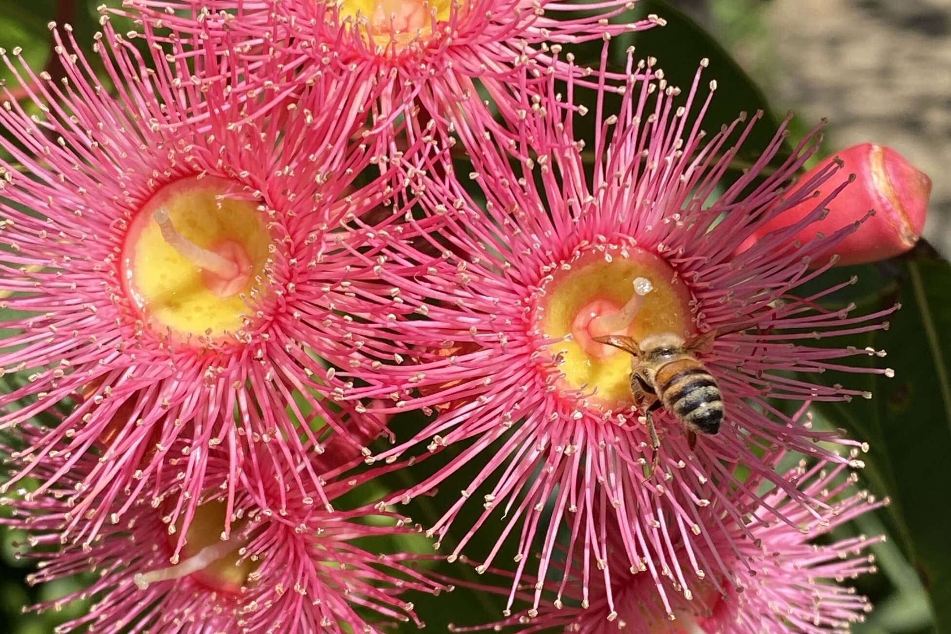 Honey bee pollinating pink blossoms of gum tree