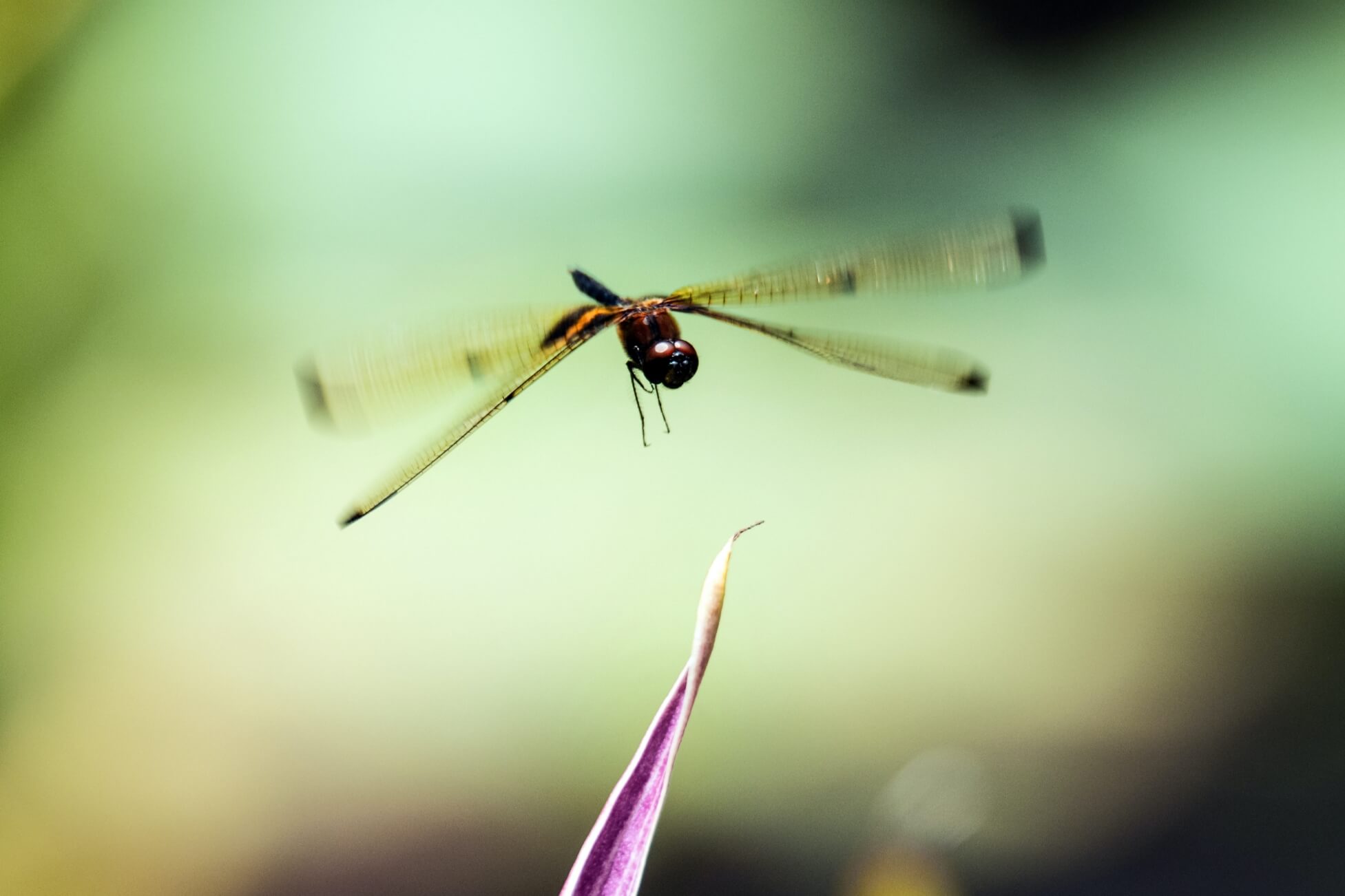 A Yellow-striped Flutterer dragonfly