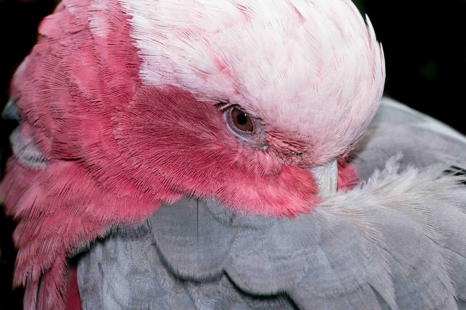Galah