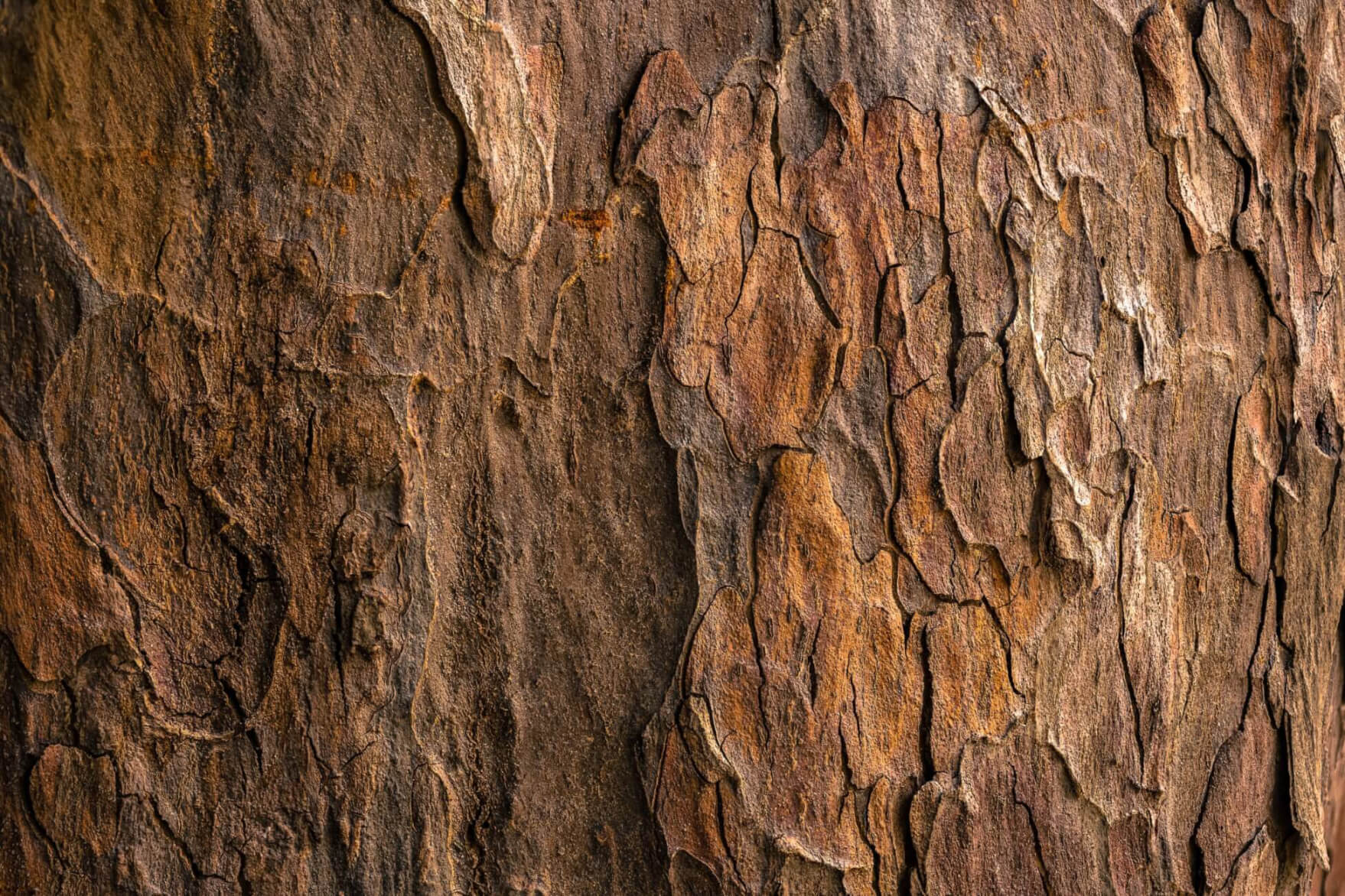 Tree bark