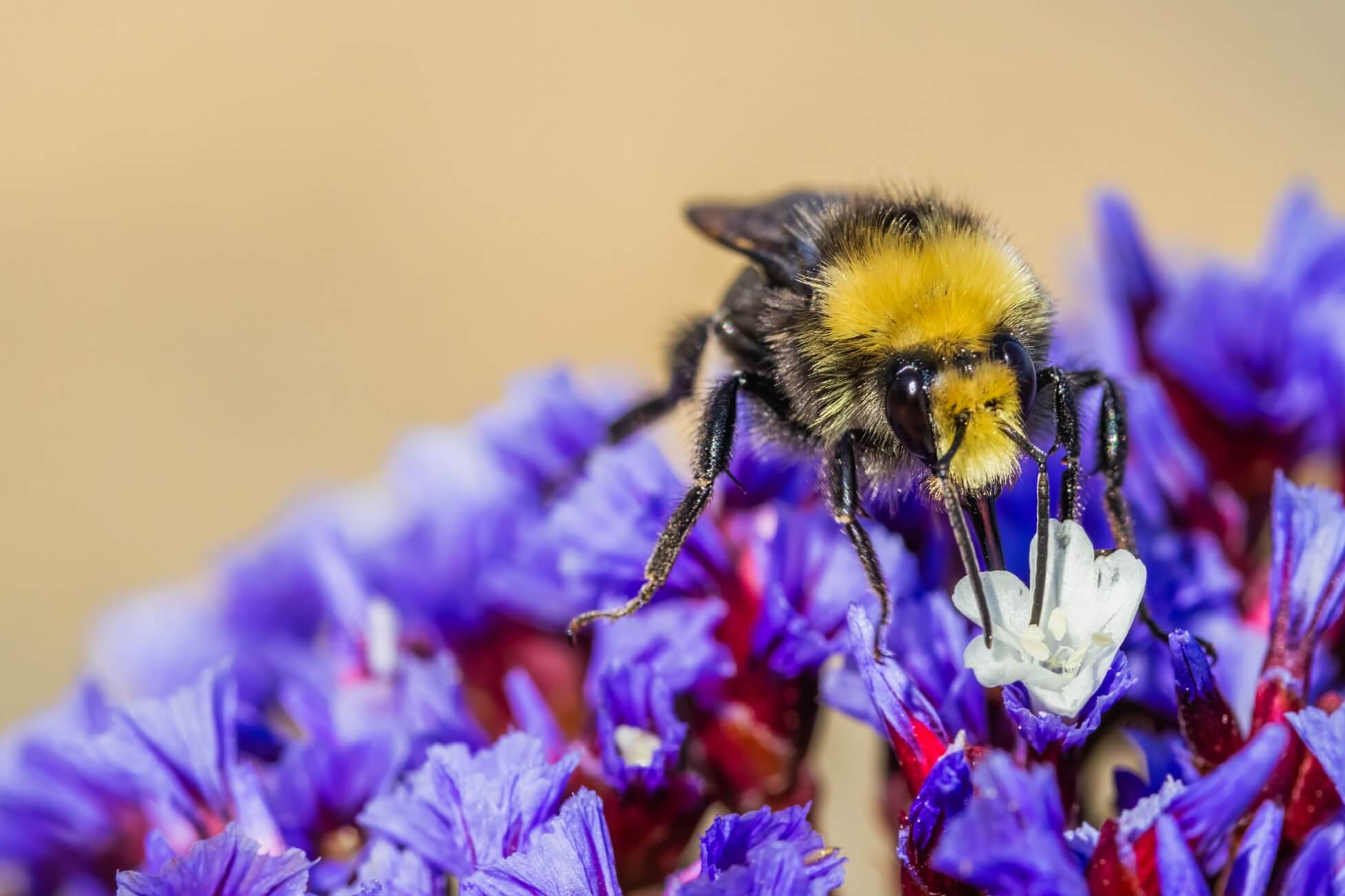 A bee on a flower with a purple background