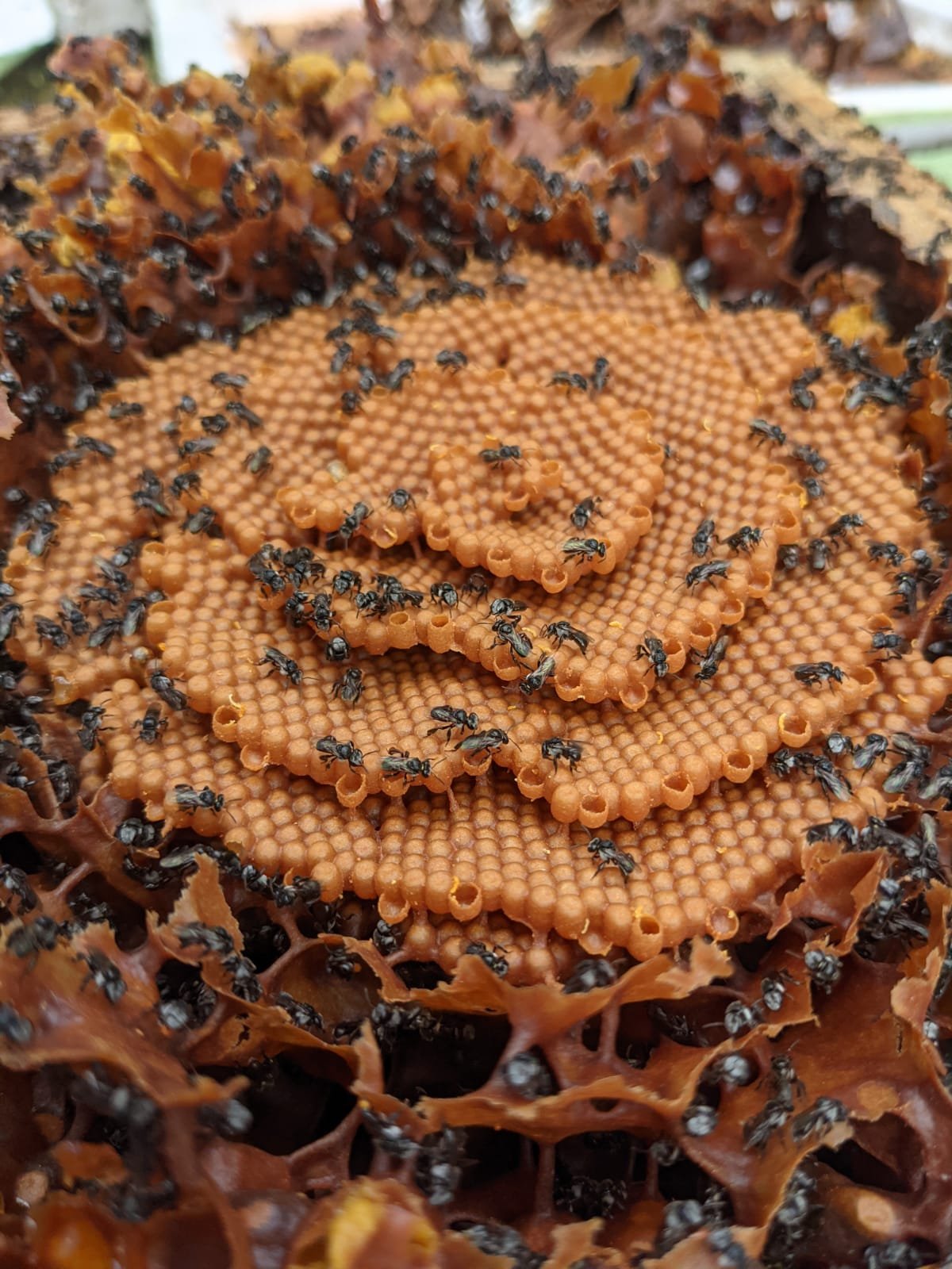 Bee hives