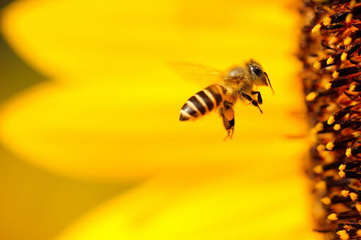 bumblebee