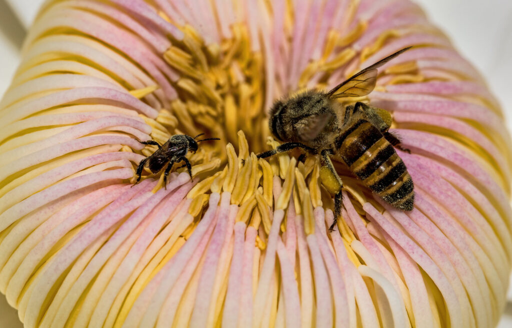 Honey bee pollinating lotus flower