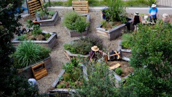 Urban pollinator friendly garden