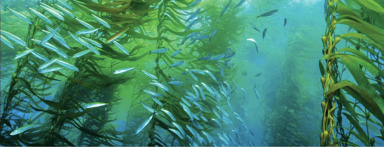 Marine life
