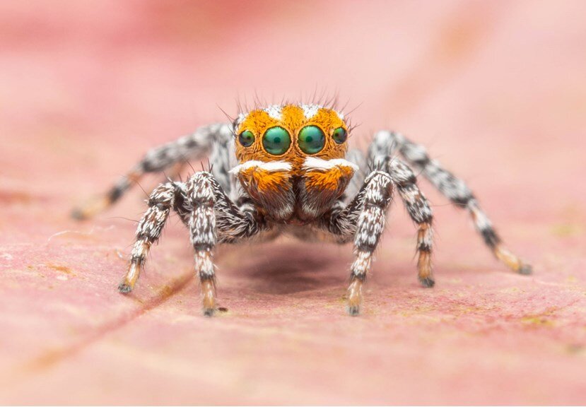 A new Australian species of spider has been named after Finding Nemo