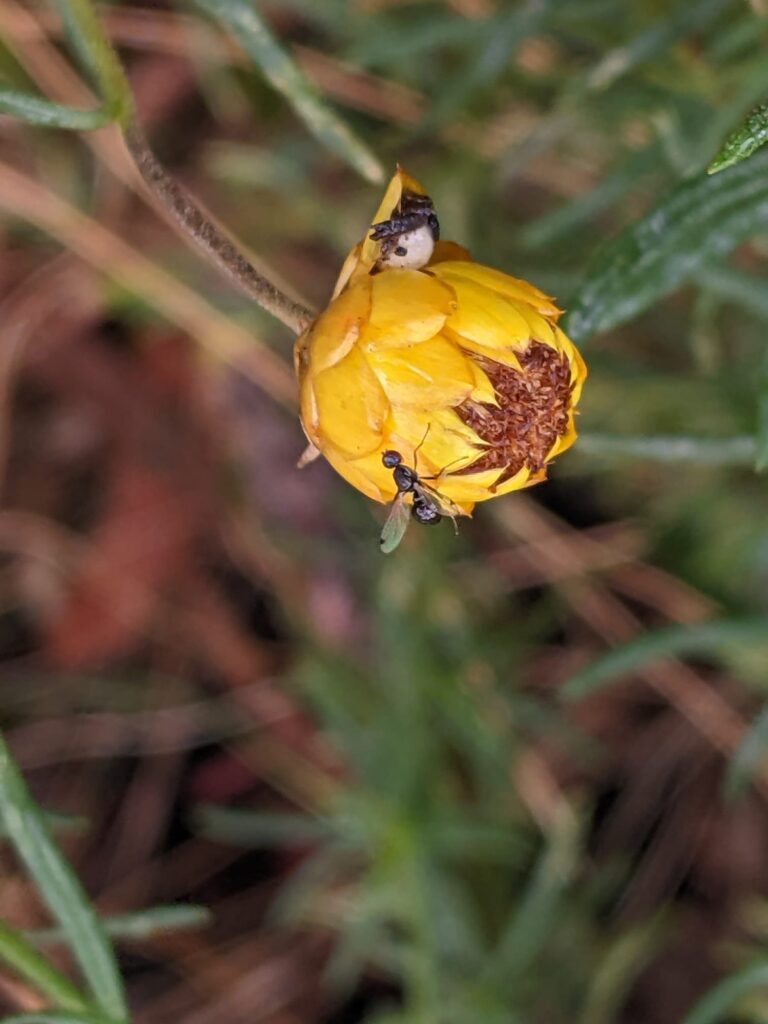 pollinators