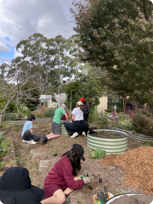 Telopea Public School observing and discussing pollinators and habitats
