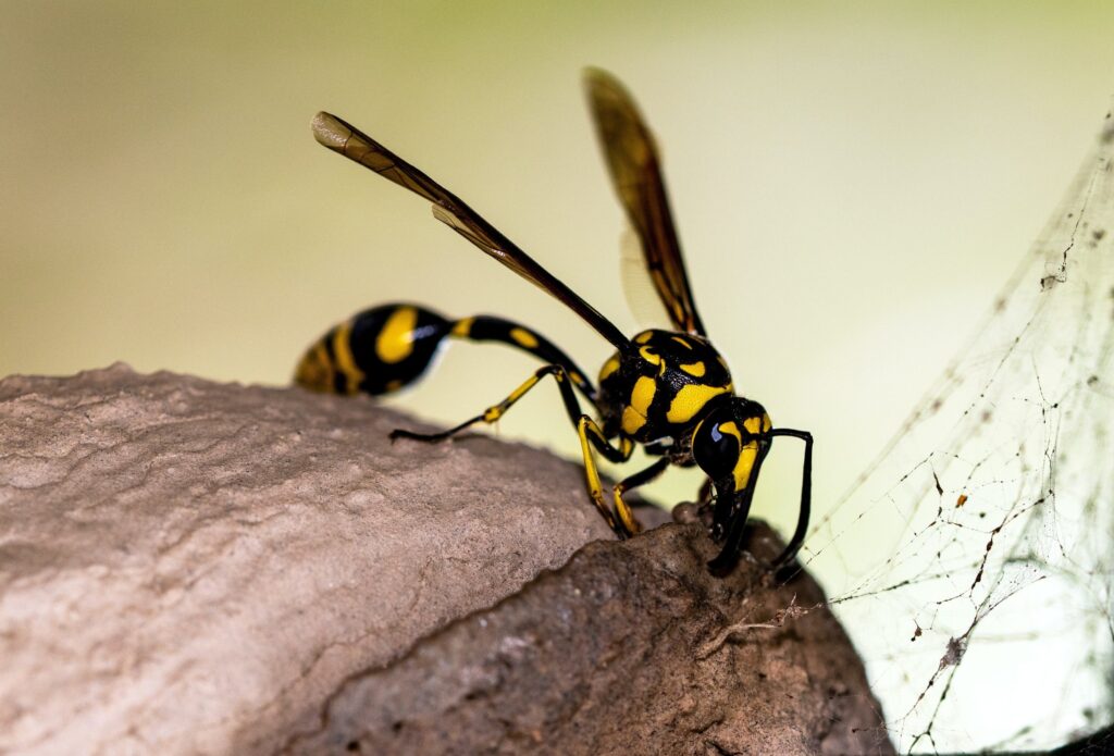 Yellow and black potter wasp
