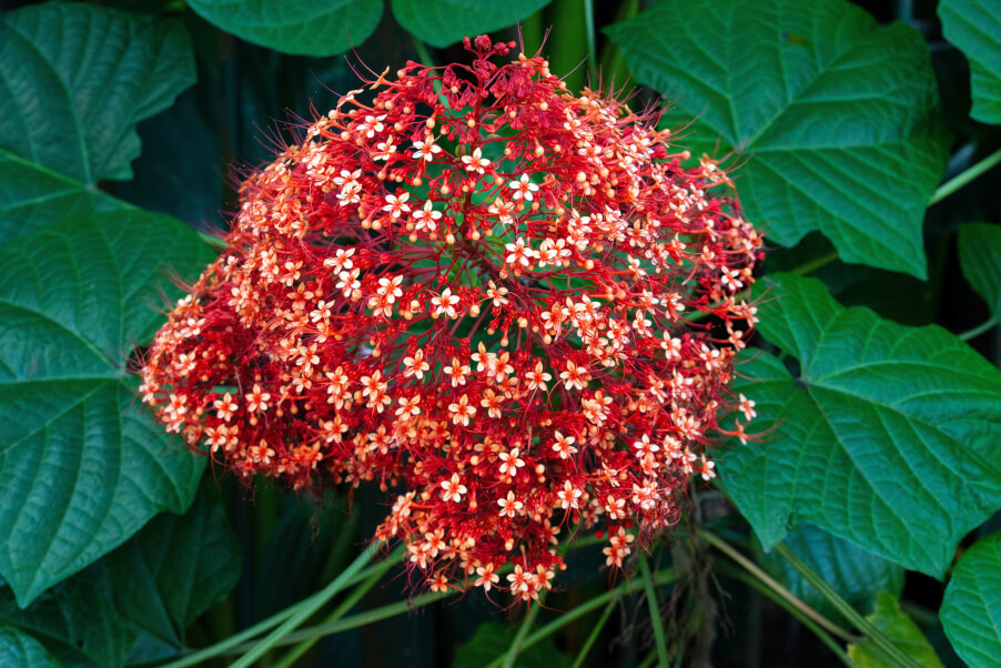Pagoda flower