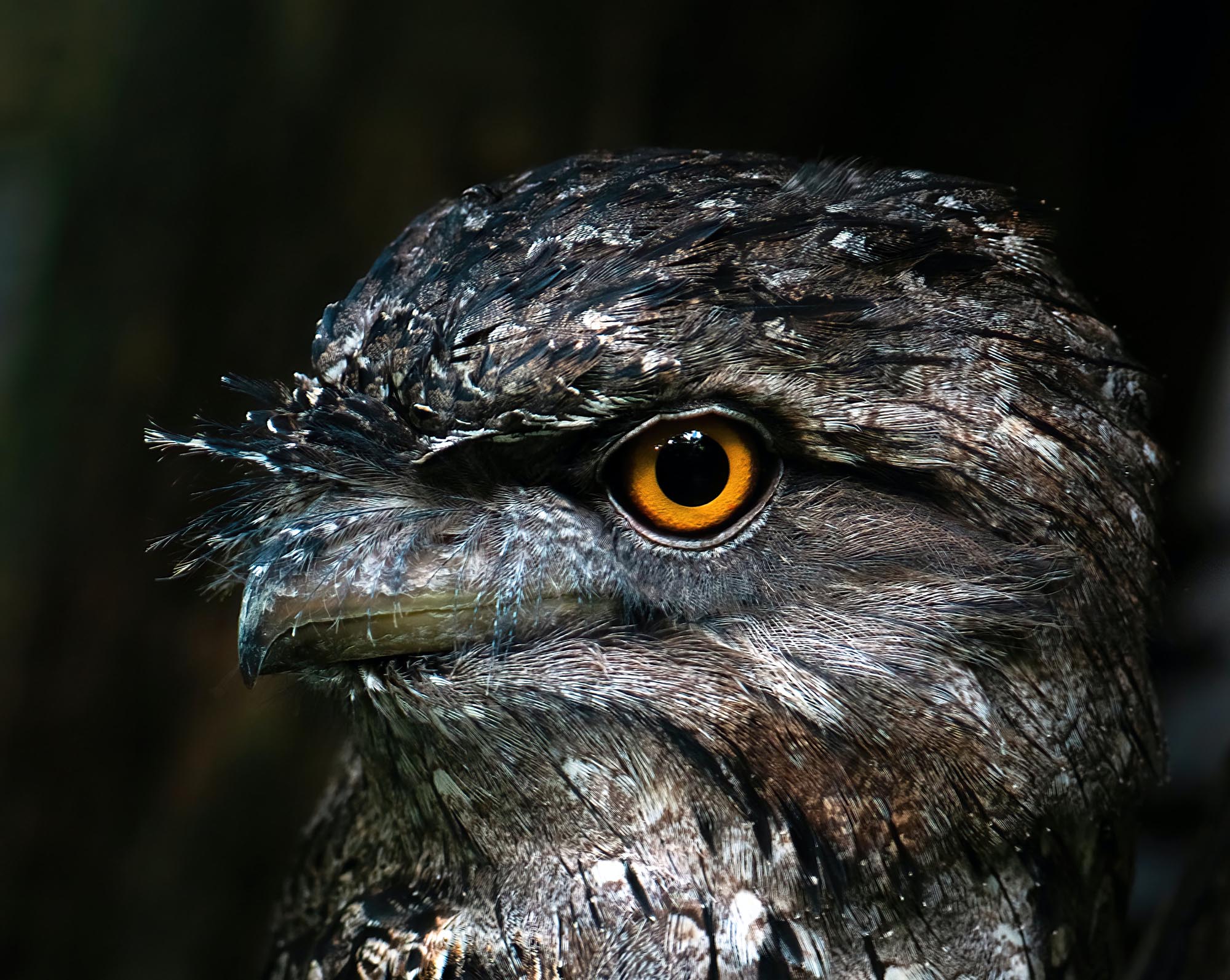 Frogmouth owl