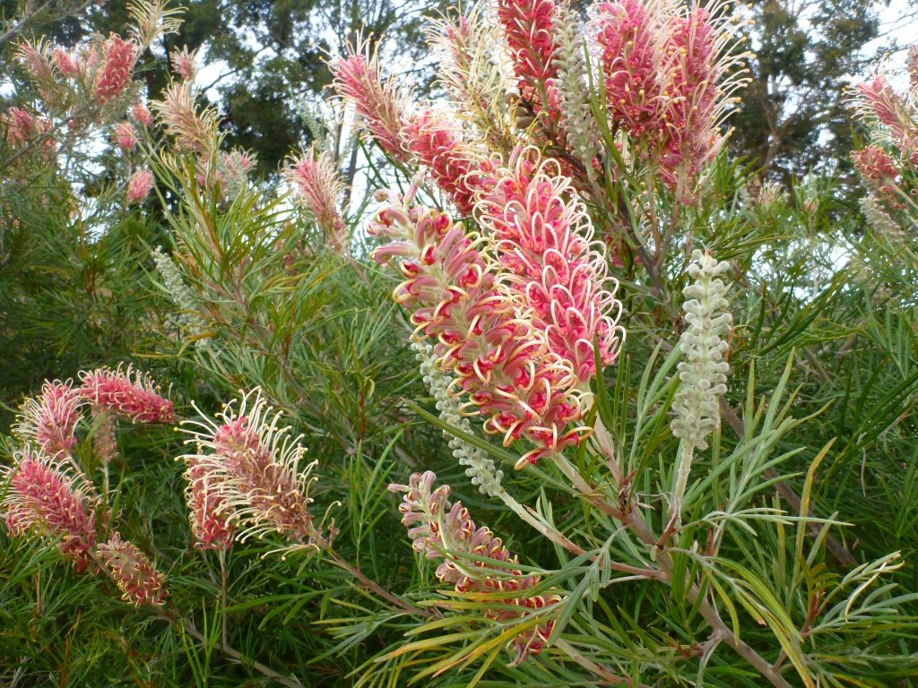 Bottle brush