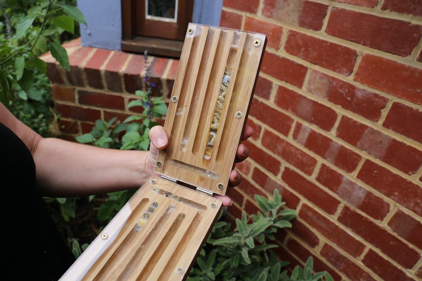 2: Kelly’s Bee Observation Block. Educational tools such as this are excellent at engaging people about native bees