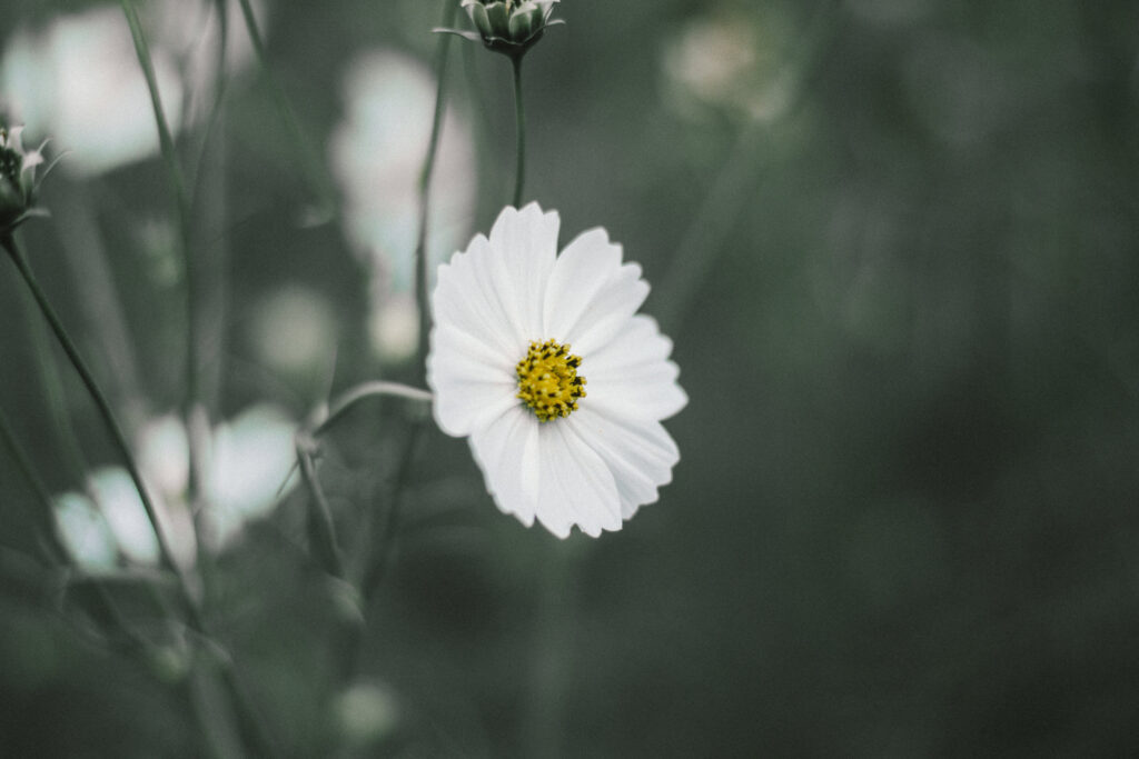 White daisy wildflower
