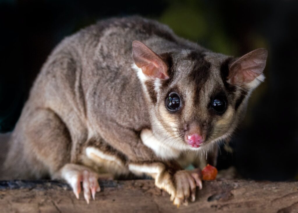Squirrel glider