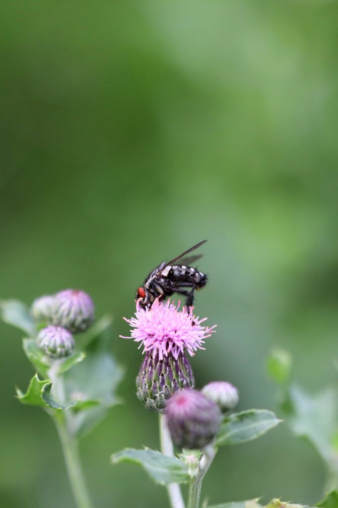 Tachinid Fly (Gonia divisa) On thistle