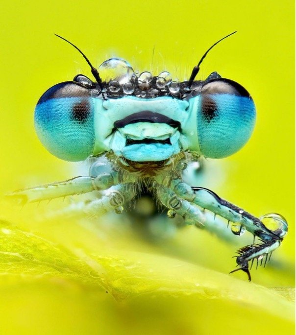 Damselfly