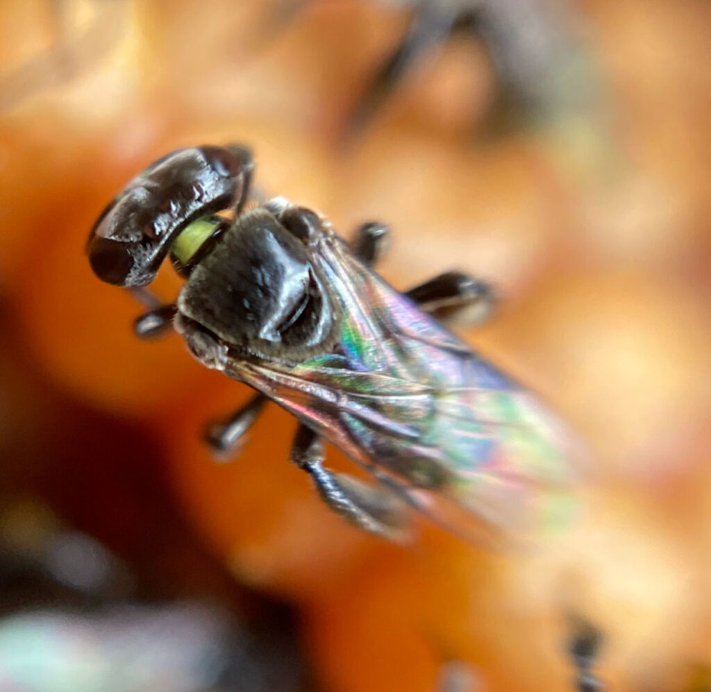 Blue carpenter bee