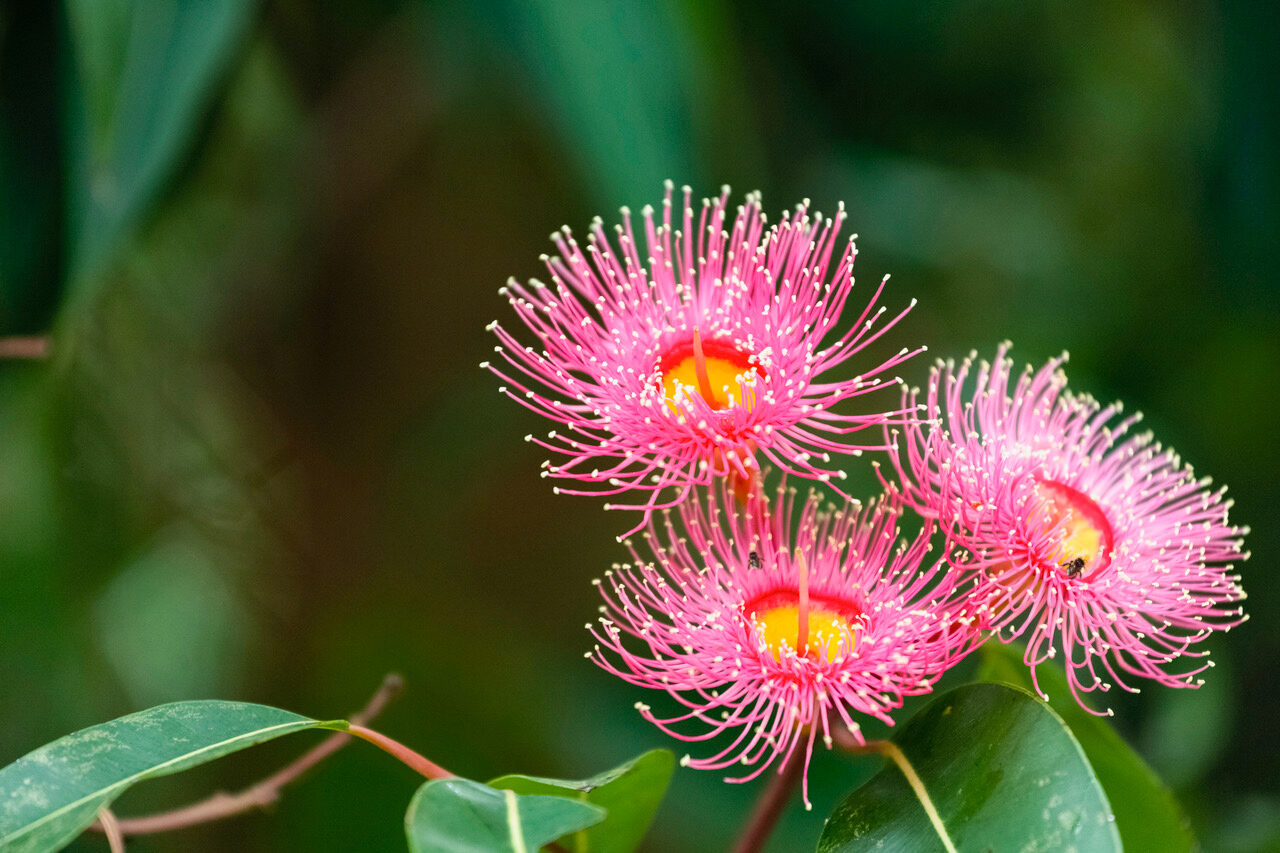 Ornamental Gumtree Flower