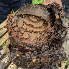 Stingless Beekeeping
