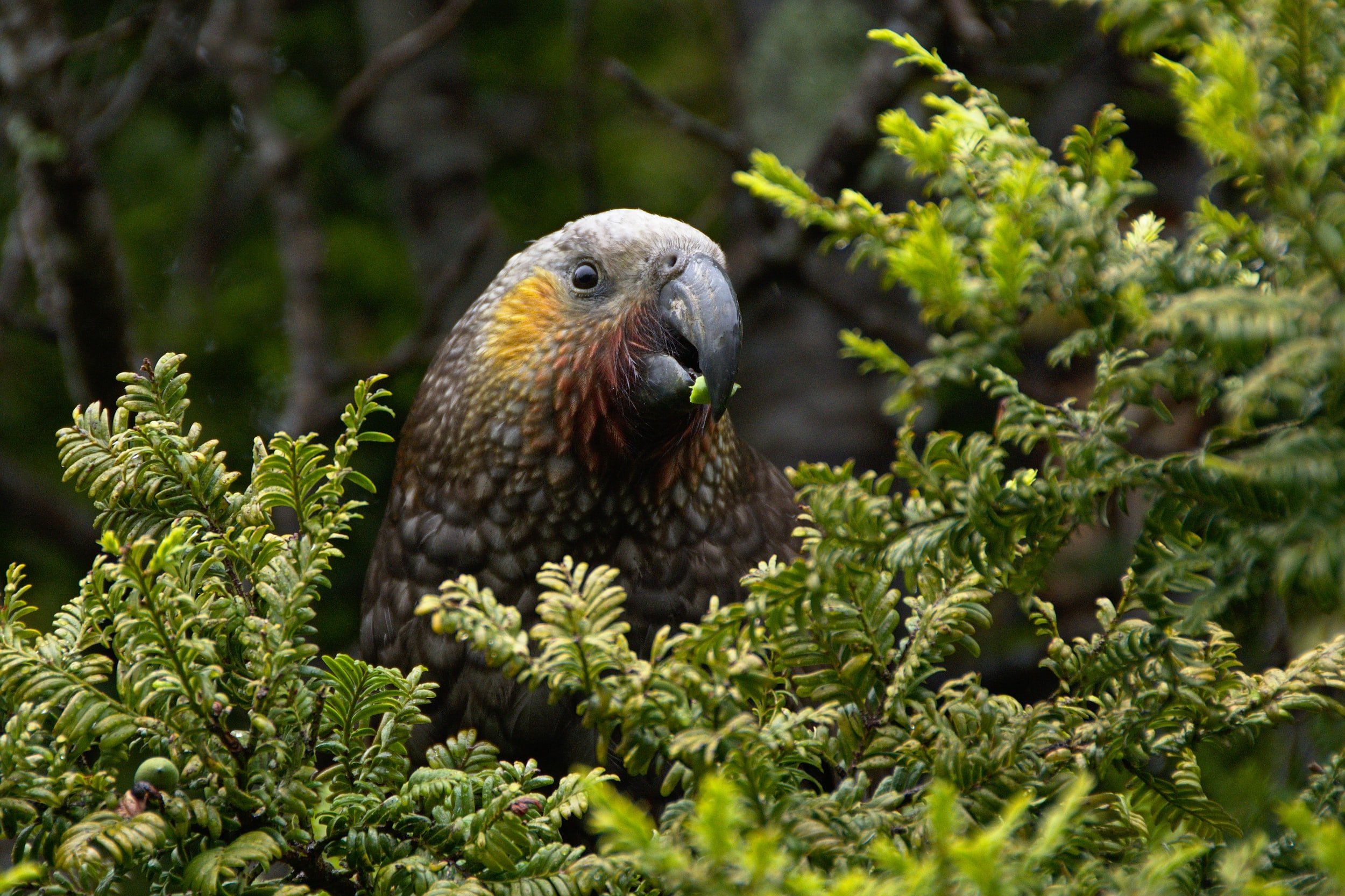 South Island Kaka