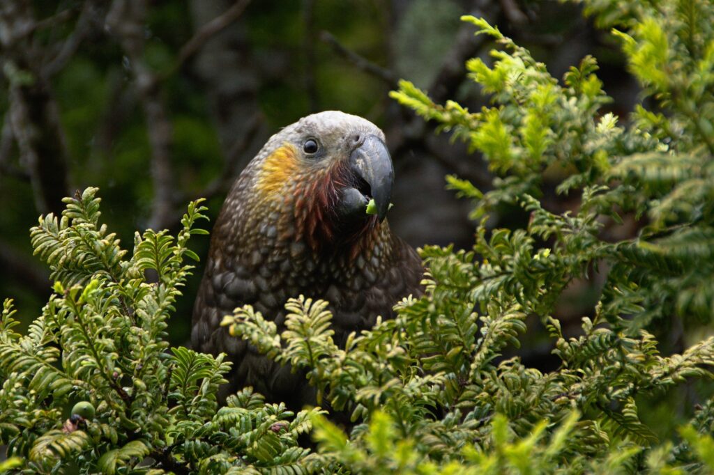 New Zealand Kaka (Nestor meridionalis)
