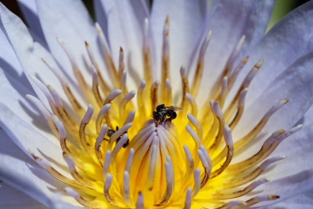 Honey bee on a lotus flower