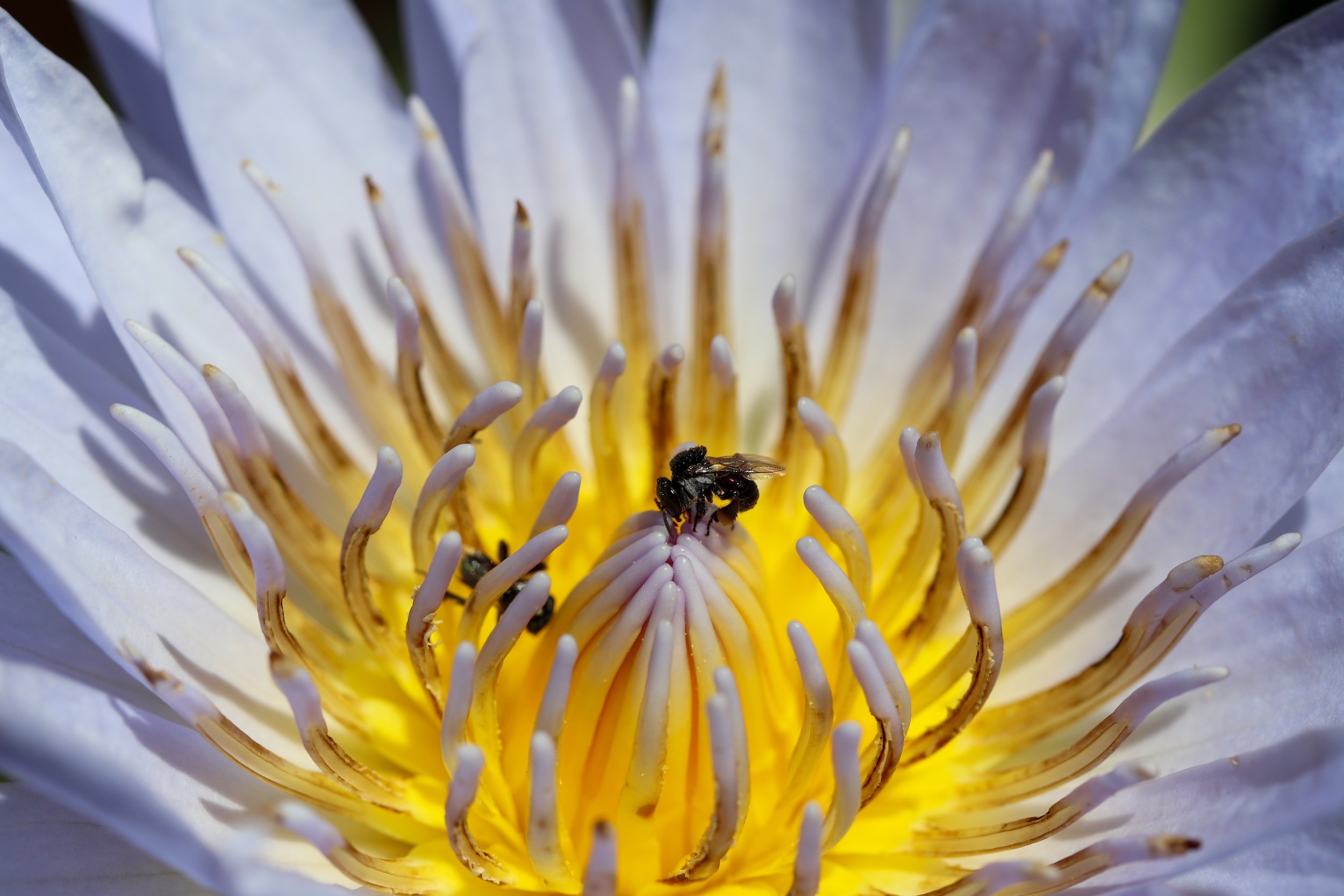 Honey bee on a lotus flower
