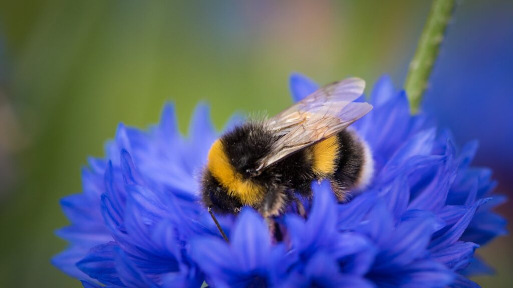 Bumblebee