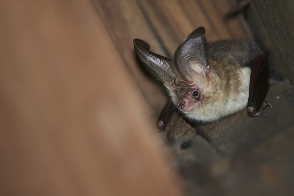 brown long-eared bat