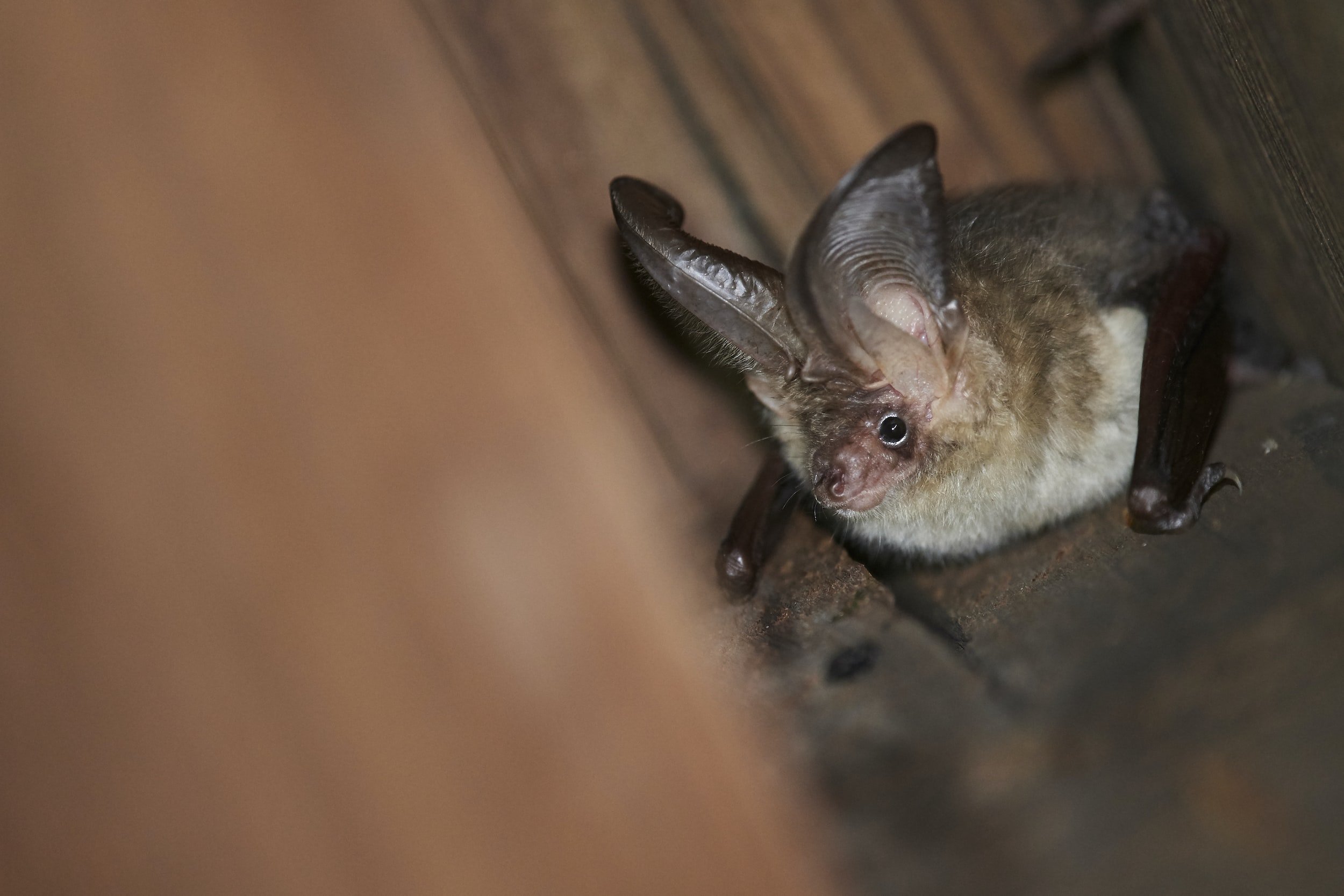 brown long-eared bat