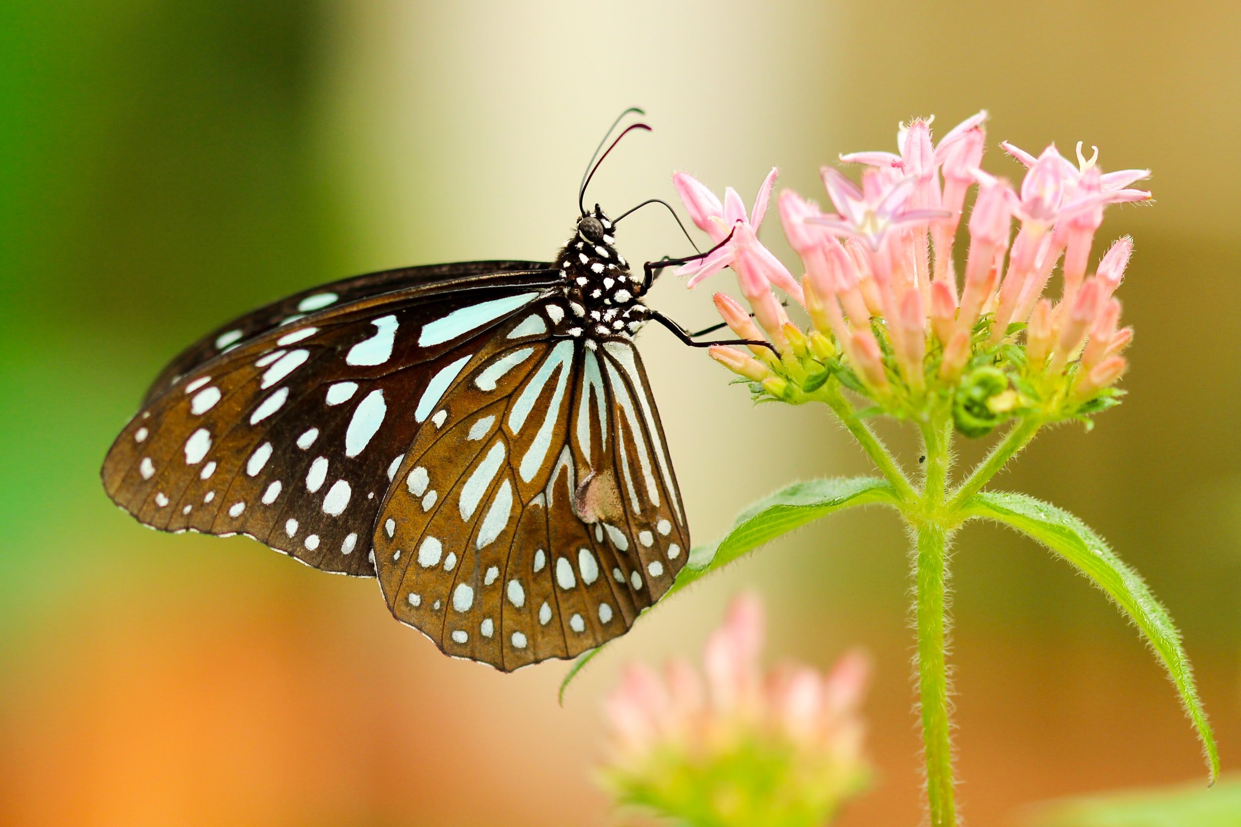 Blue Tiger Butterfly