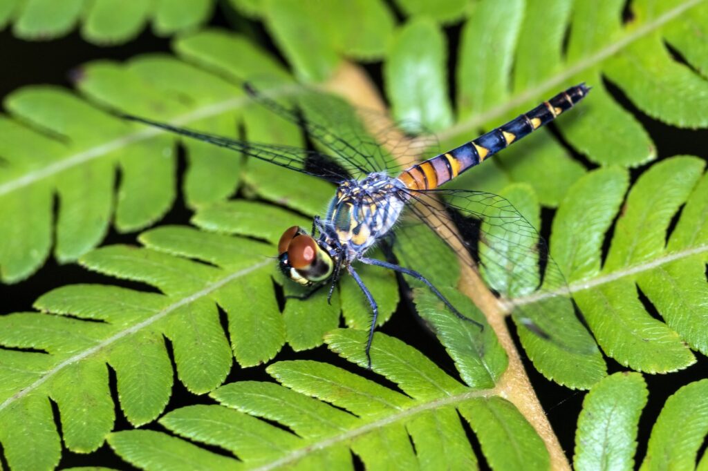 Australian dragonflies