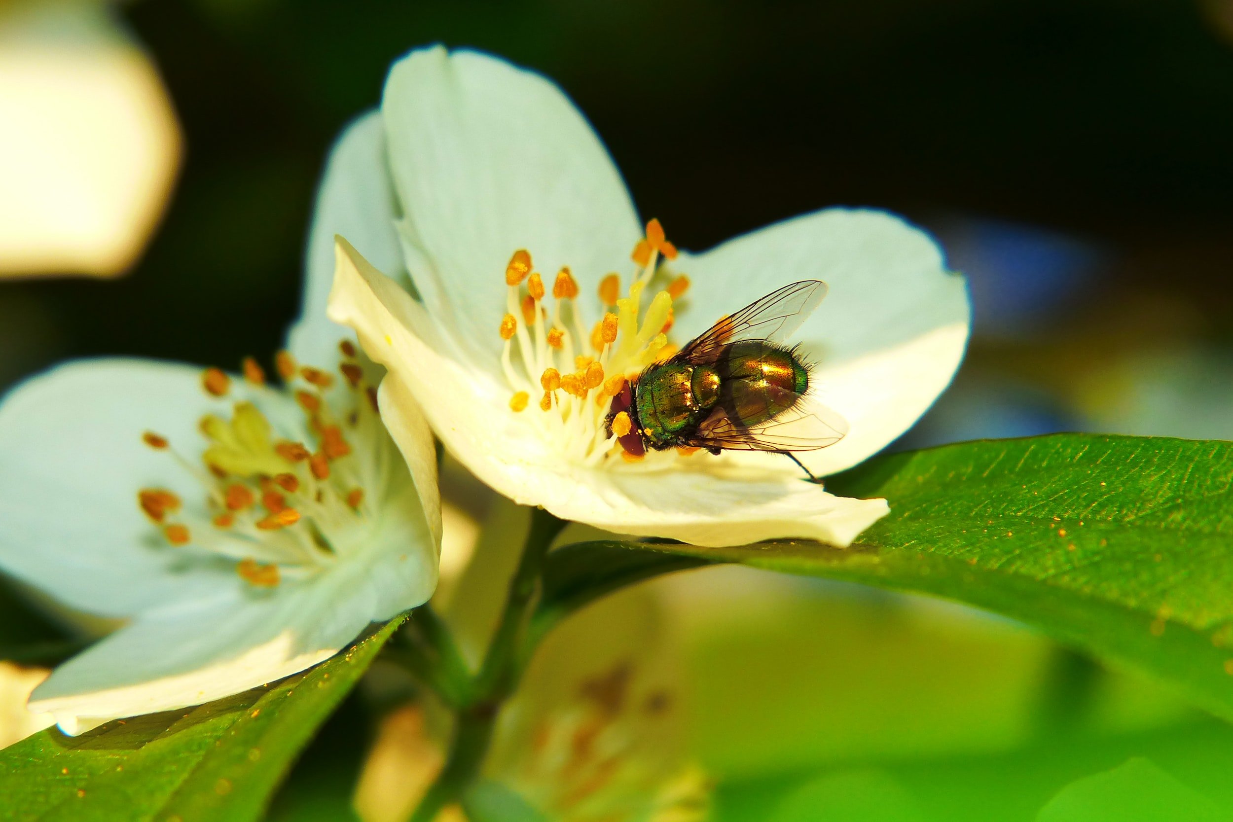 Calliphoridae fly on a flower