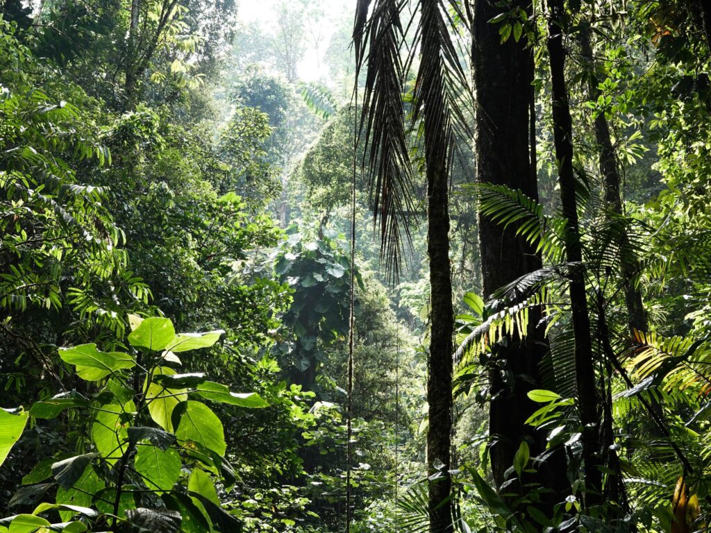 Rainforest trees