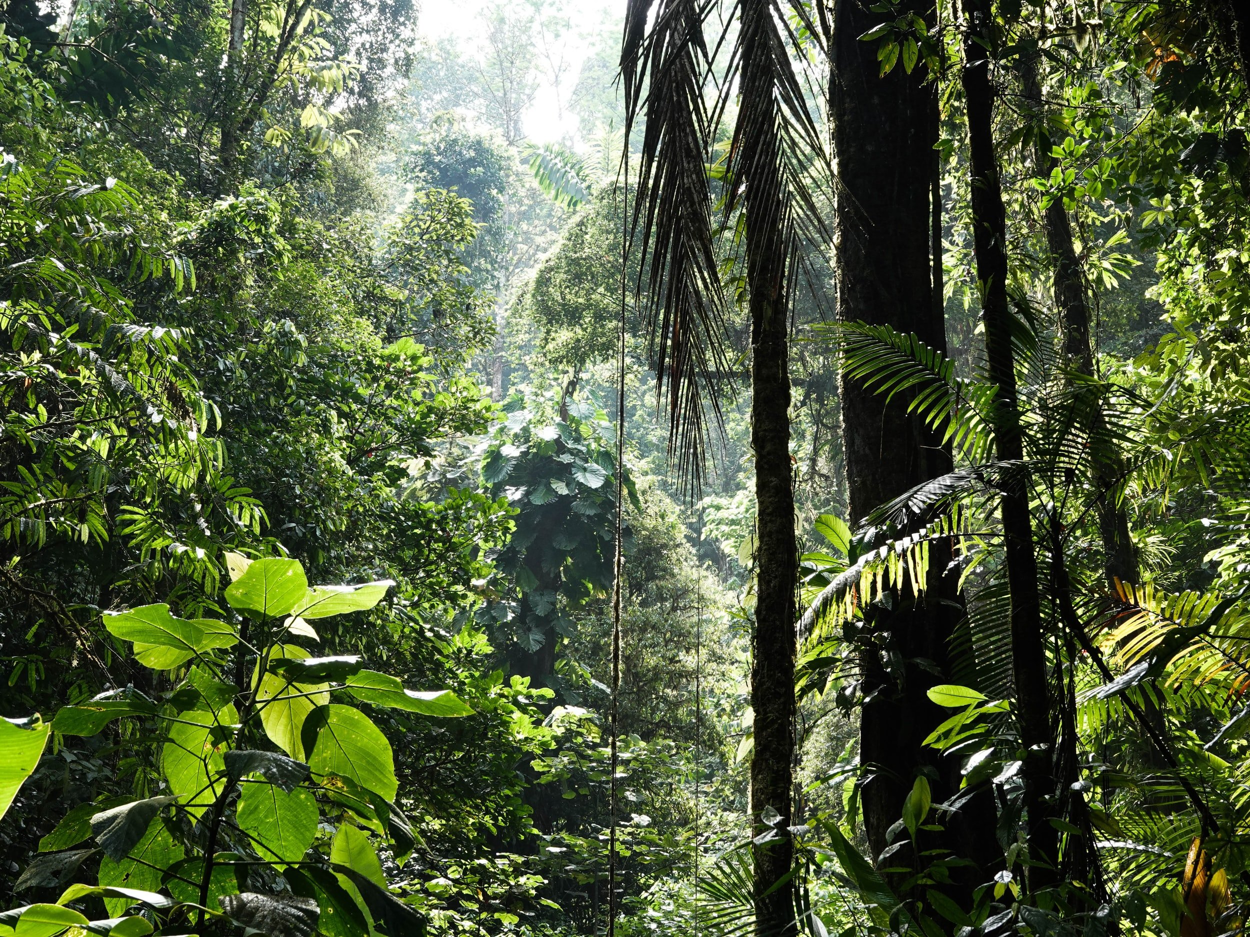 Rainforest trees