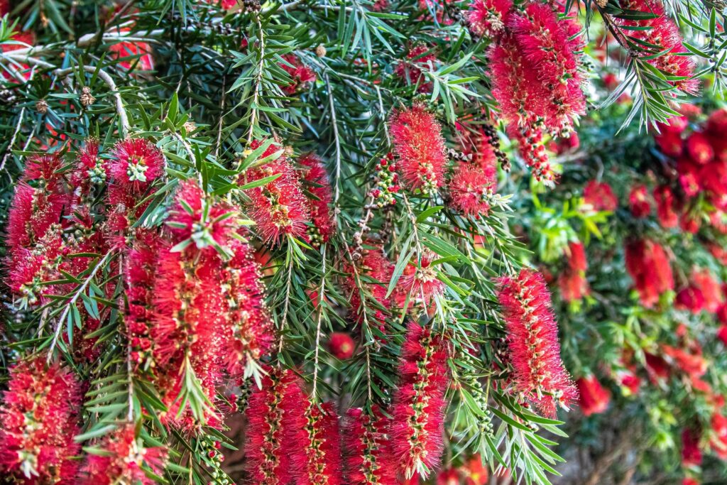 Bottle Brush