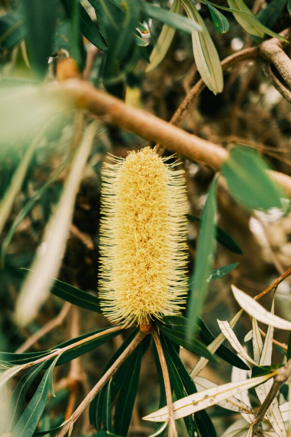 Yellow bottlebrush